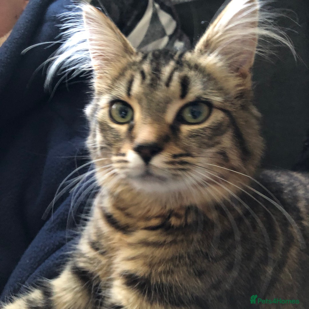 Mixed Breed cats for sale: Beautiful mixed breed kittens - Image 11