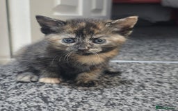 British Shorthair cats for sale: 🐱Four  Sisters Looking for Their Forever Homes!  - Image 5
