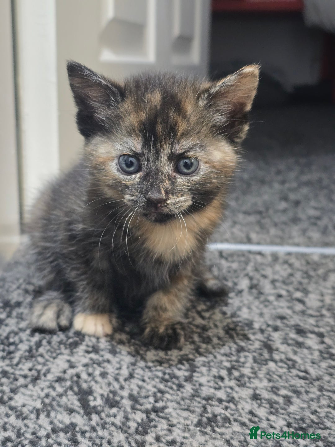 British Shorthair cats for sale: 🐱Four  Sisters Looking for Their Forever Homes!  - Image 5