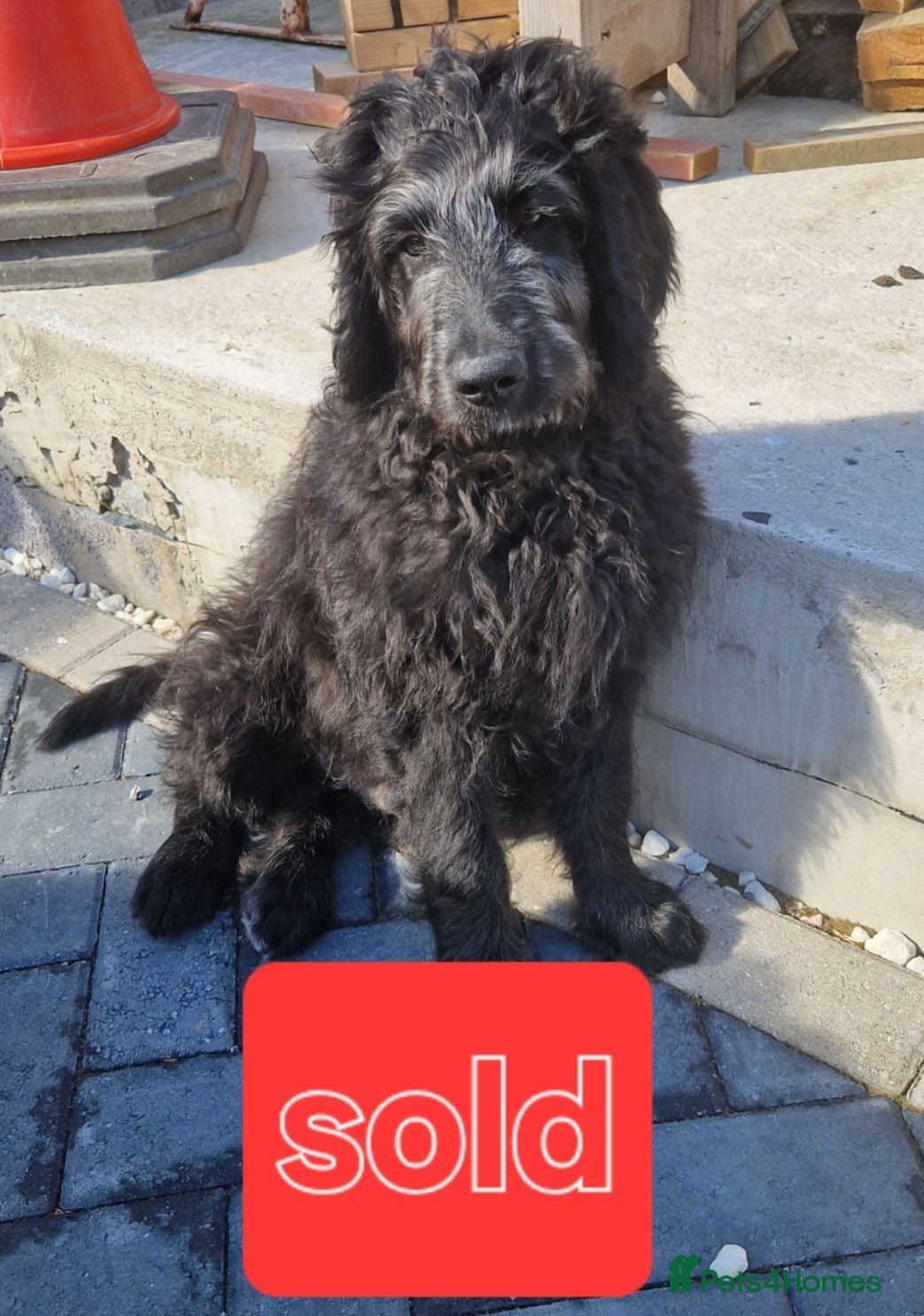 Goldendoodle dogs F1B Rare black standard Goldendoodle North Wales  - Advert 2