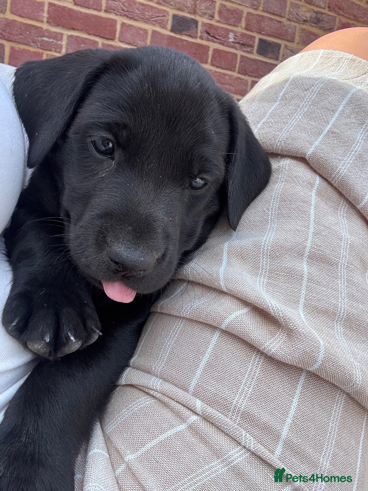 Labrador Retriever dogs Labrador puppies - Advert 1