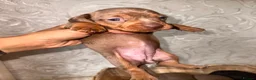 Dachshund dogs for sale: Dachshund  - Advert 18