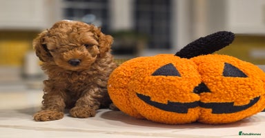 Toy Poodle dogs - Advert 20