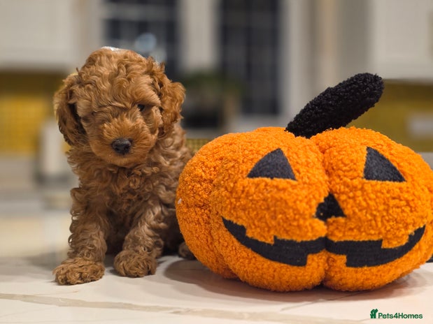 Toy Poodle dogs - Advert 7