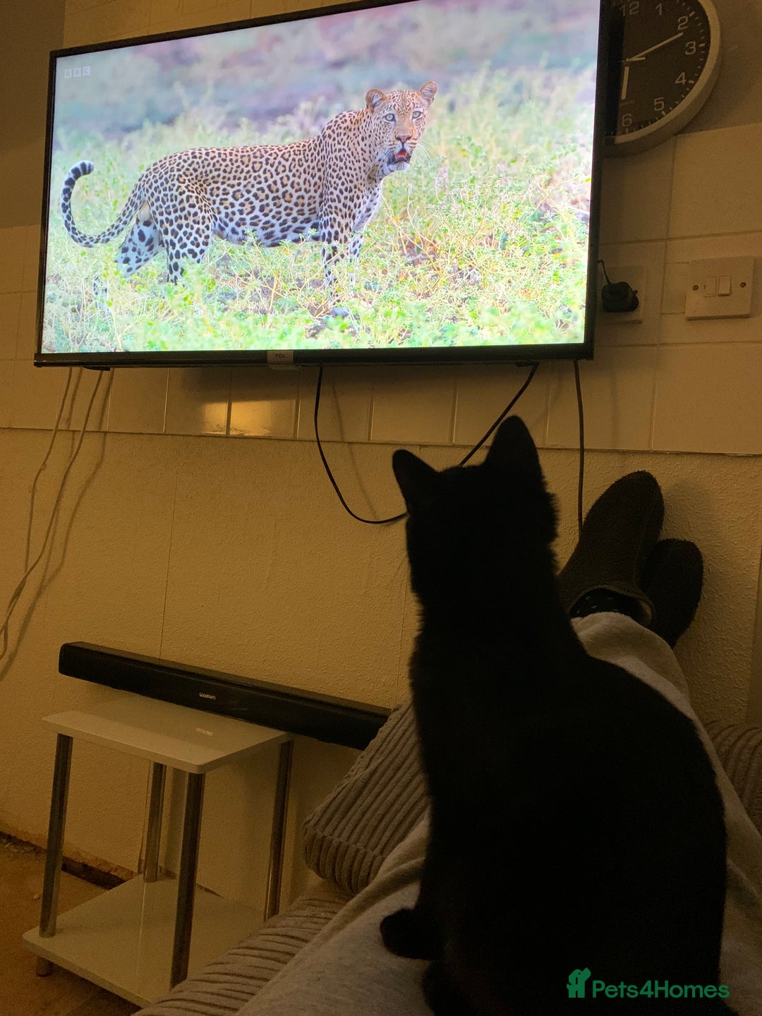 Mixed Breed cats for sale: FREE OF CHARGE - Advert 3