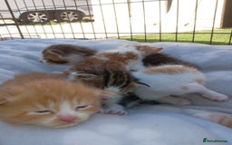 Mixed Breed cats for sale: Fore sale 120 - Image 5