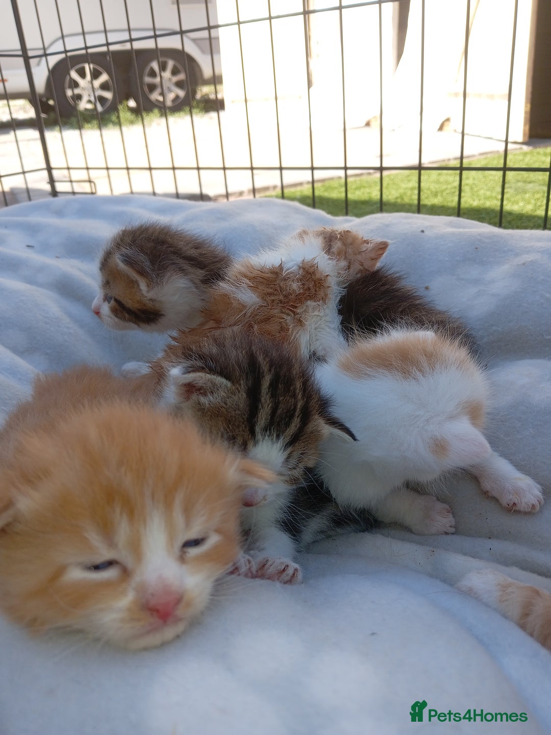 Mixed Breed cats for sale: Fore sale 120 - Image 5