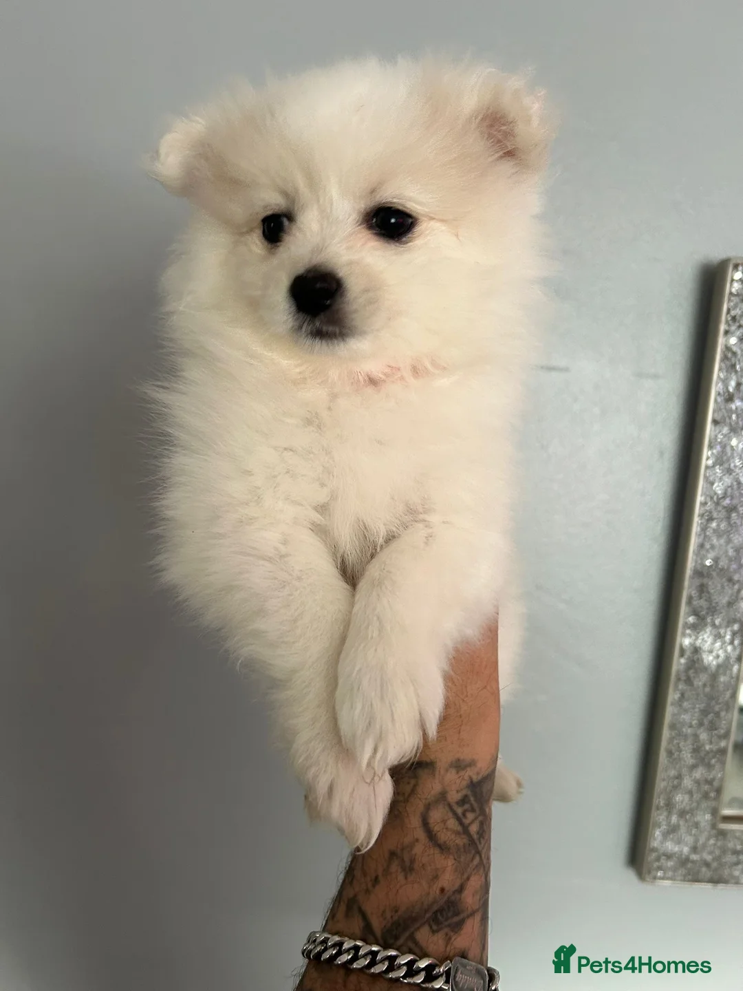 Pomeranian dogs for sale: Beautiful Pomeranian Puppies - Advert 3
