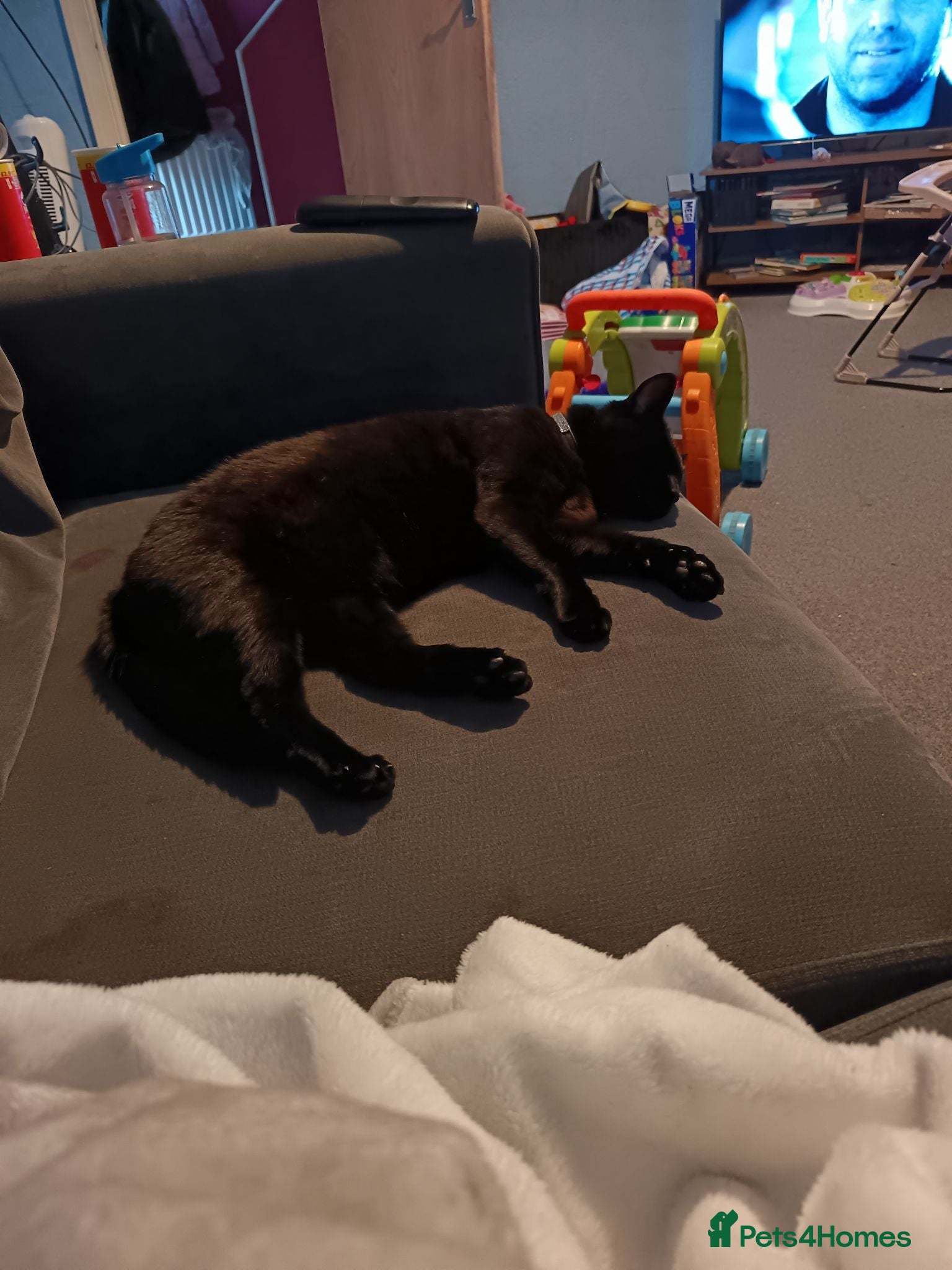 Mixed Breed cats Cat for sale  - Advert 1