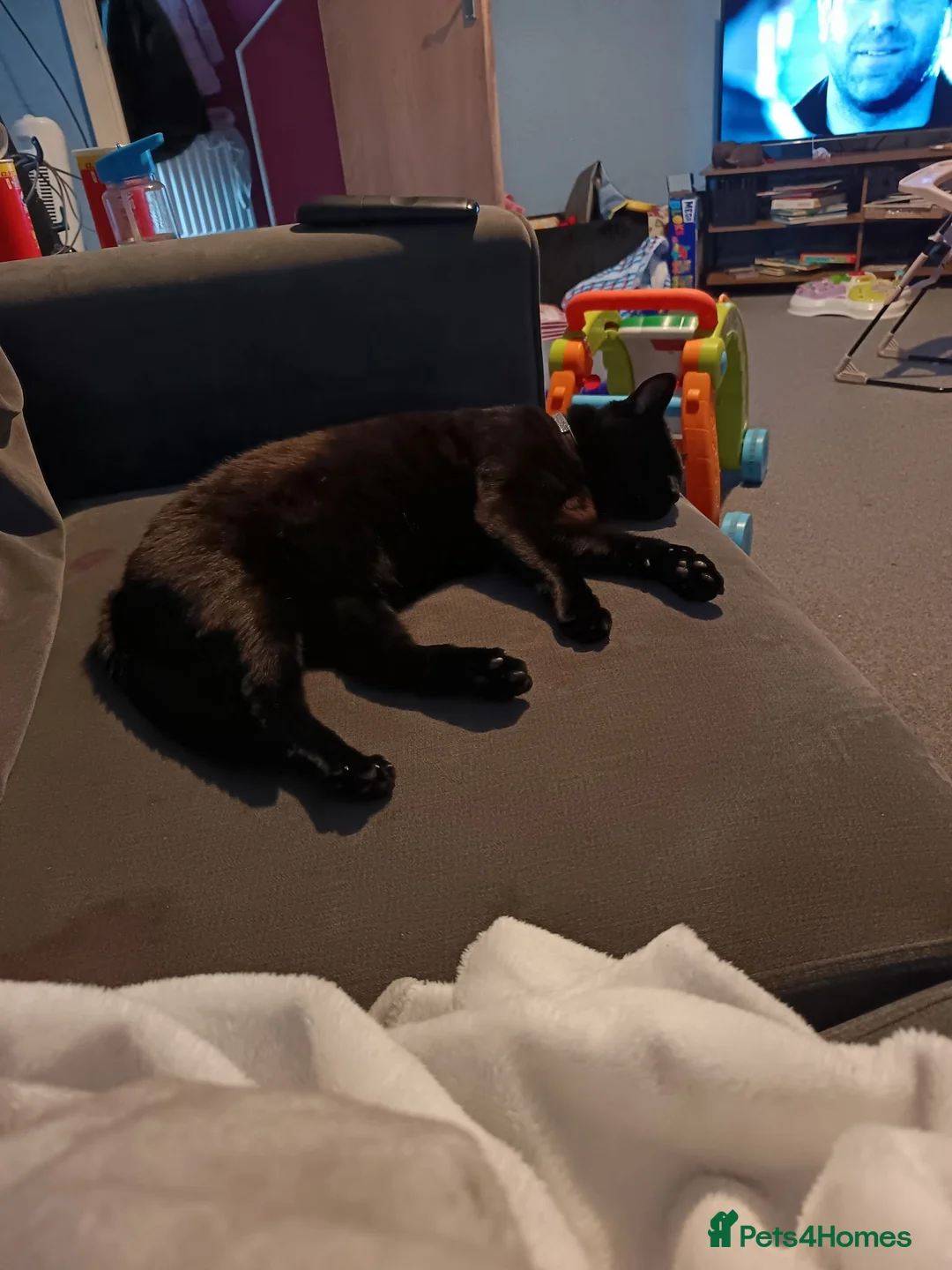 Mixed Breed cats for sale: Cat for sale  - Advert 1