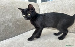 Bengal cats for sale: Two adorable Blue/Melanistic Bengal Kittens TICA  in Benfleet - Image 10