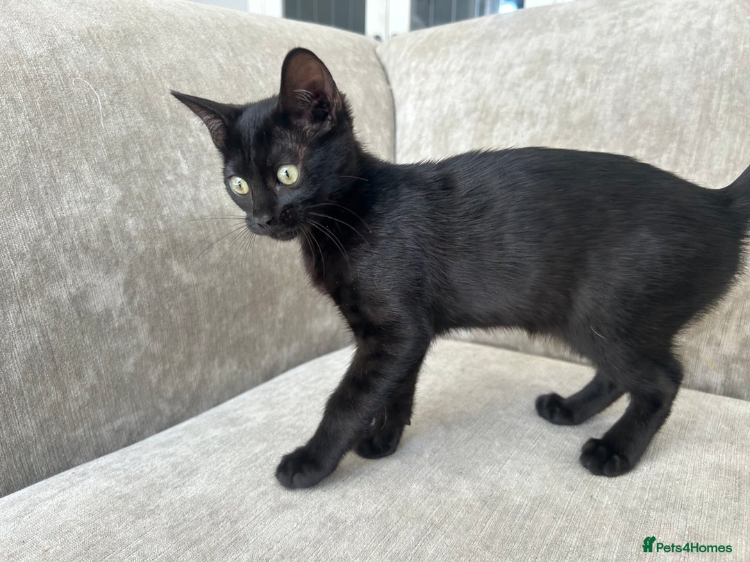 Bengal cats for sale: Two adorable Blue/Melanistic Bengal Kittens TICA  in Benfleet - Image 10