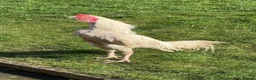 Chickens poultry for sale: Top Quality Pure White Pakistani Aseels - Advert 1