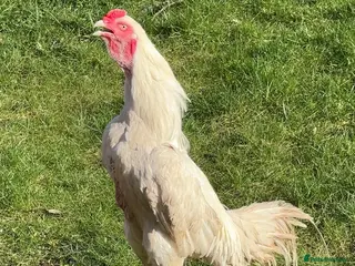 Chickens poultry Top Quality Pure White Pakistani Aseels - Advert 3