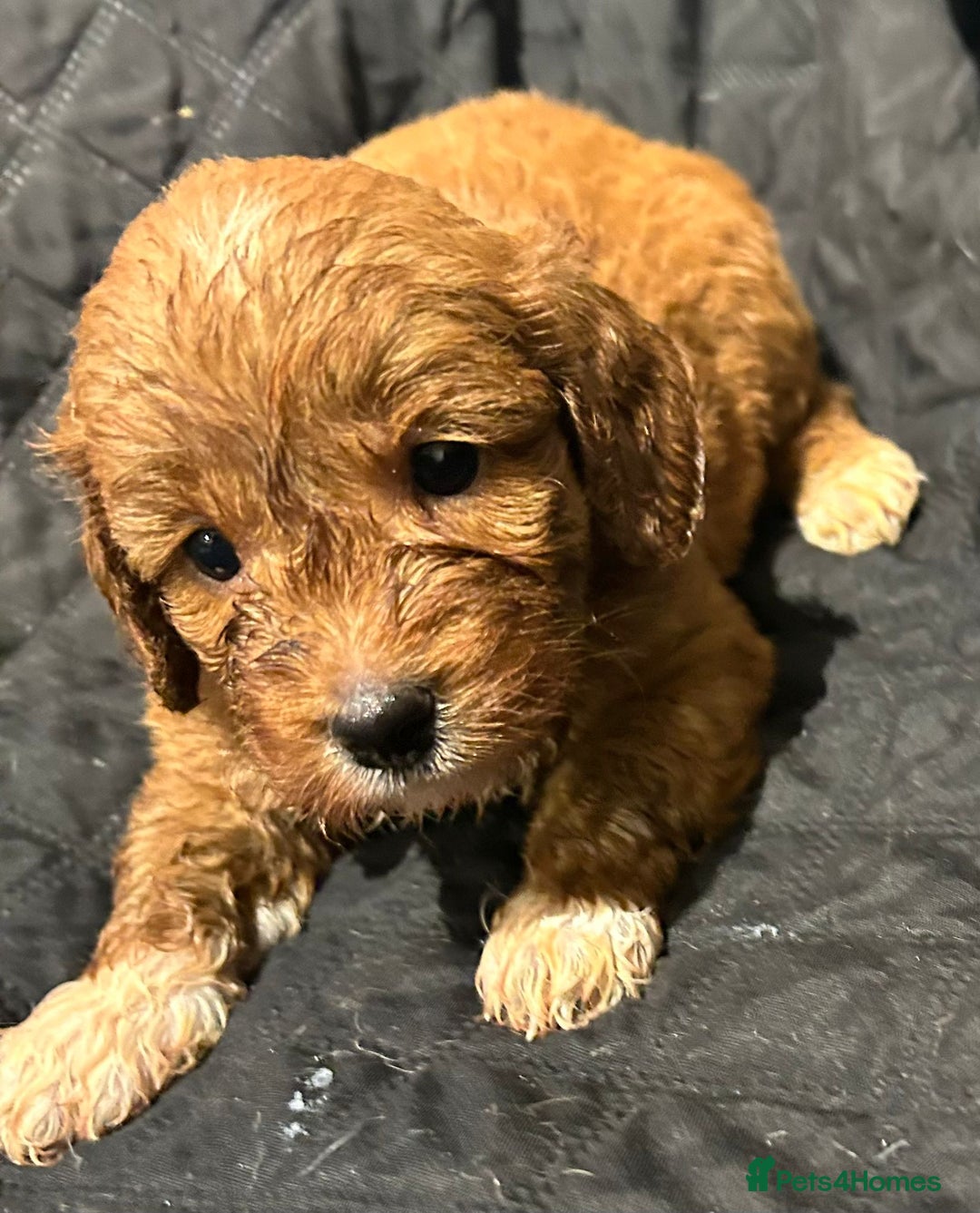 Cockapoo dogs for sale: STUNNING RED F1 TOY COCKAPOOS - Image 7