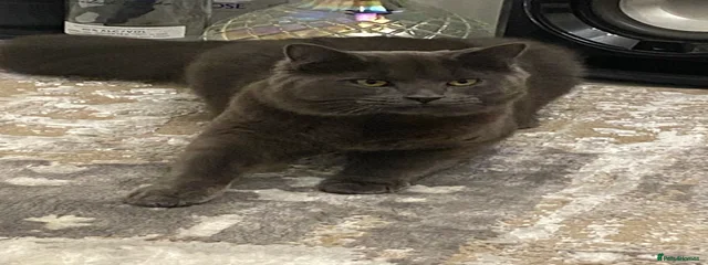 Melo