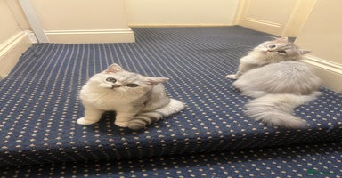 British Shorthair cats - Advert 3