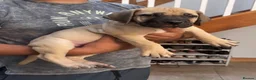 Boerboel dogs for sale: South African boerboel - Advert 23