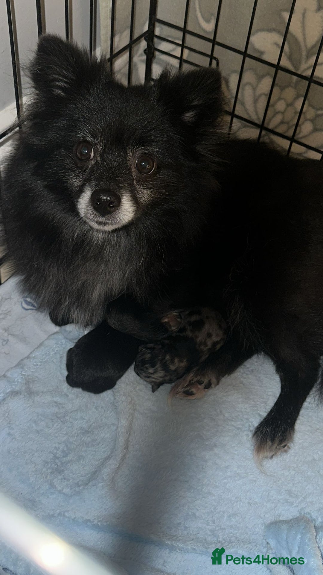 Pomeranian dogs for sale: One time only purebreed pom pups (blue merle gene) - Advert 4