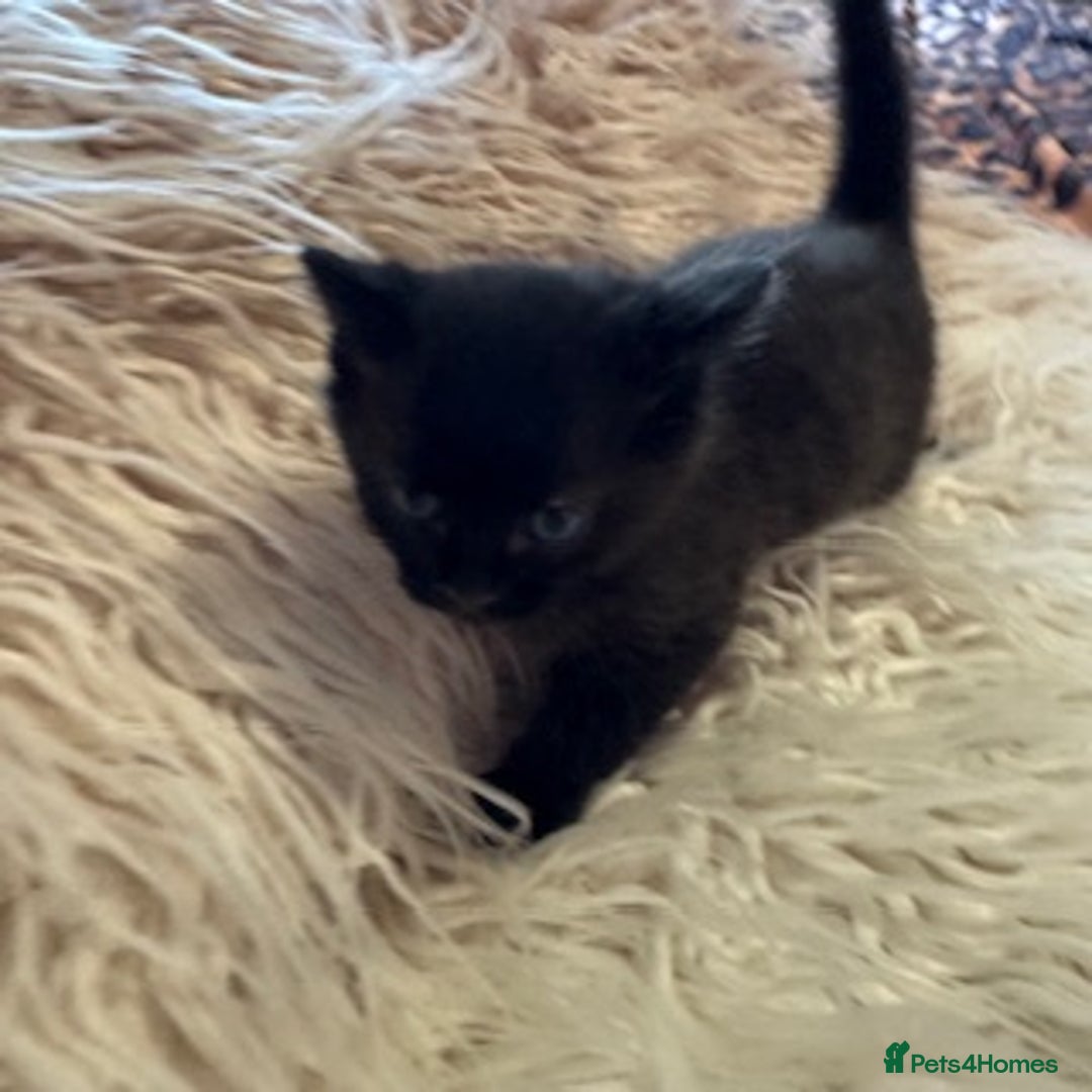 Bengal cats for sale: Beautiful Bengal Kittens - only GIRL available  - Advert 34