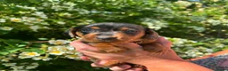 Dachshund dogs for sale: Dachshund puppies in Leicester - Advert 6