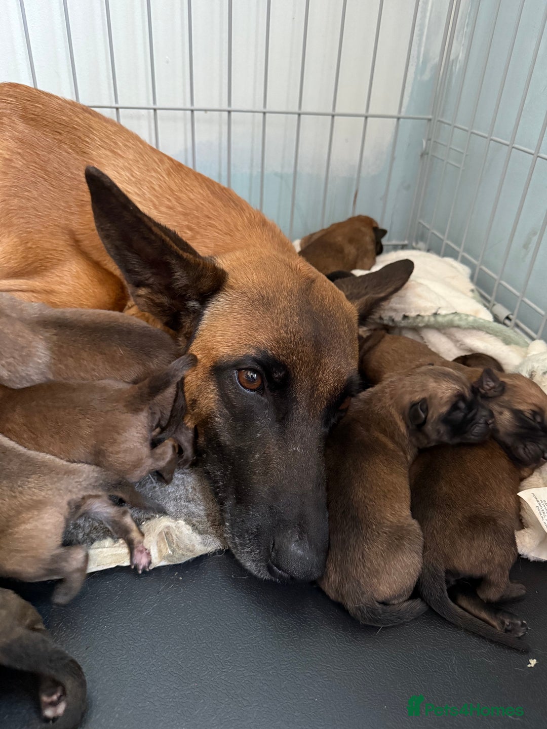 Belgian Shepherd Dog dogs for sale: Belgian Malinois Puppies  - Image 9