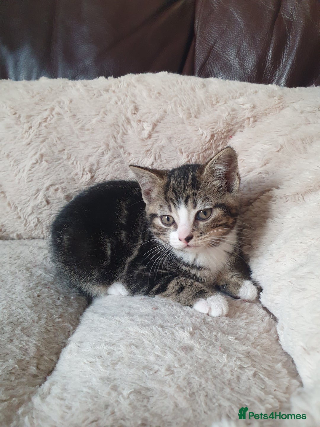 Mixed Breed cats for sale: Maine Coon mixed breed  - Advert 7