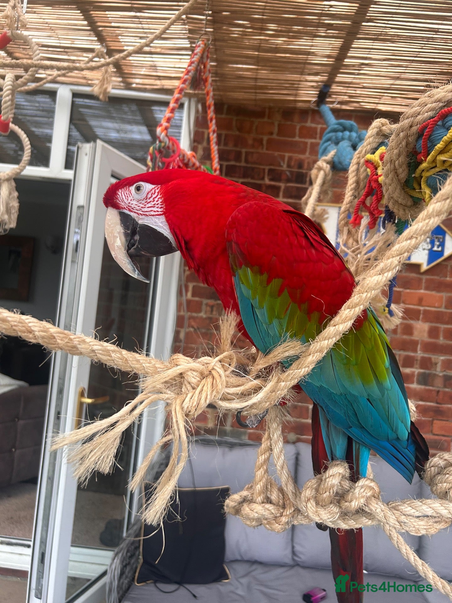 Macaws birds Green wing macaw  - Advert 1