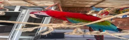 Macaws birds for sale: Green wing macaw  - Advert 1