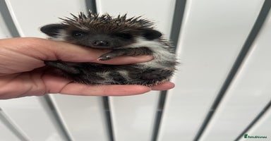 Pygmy Hedgehog rodents - Advert 15