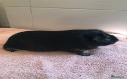 Guinea Pig rodents for sale: Two young Sows and Older boars - Image 6