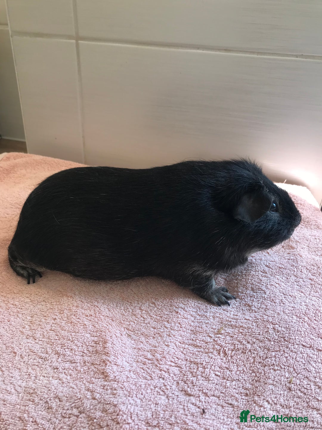 Guinea Pig rodents for sale: Two young Sows and Older boars - Image 6
