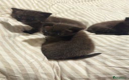 Domestic Shorthair cats for sale: Black kitten - Image 6