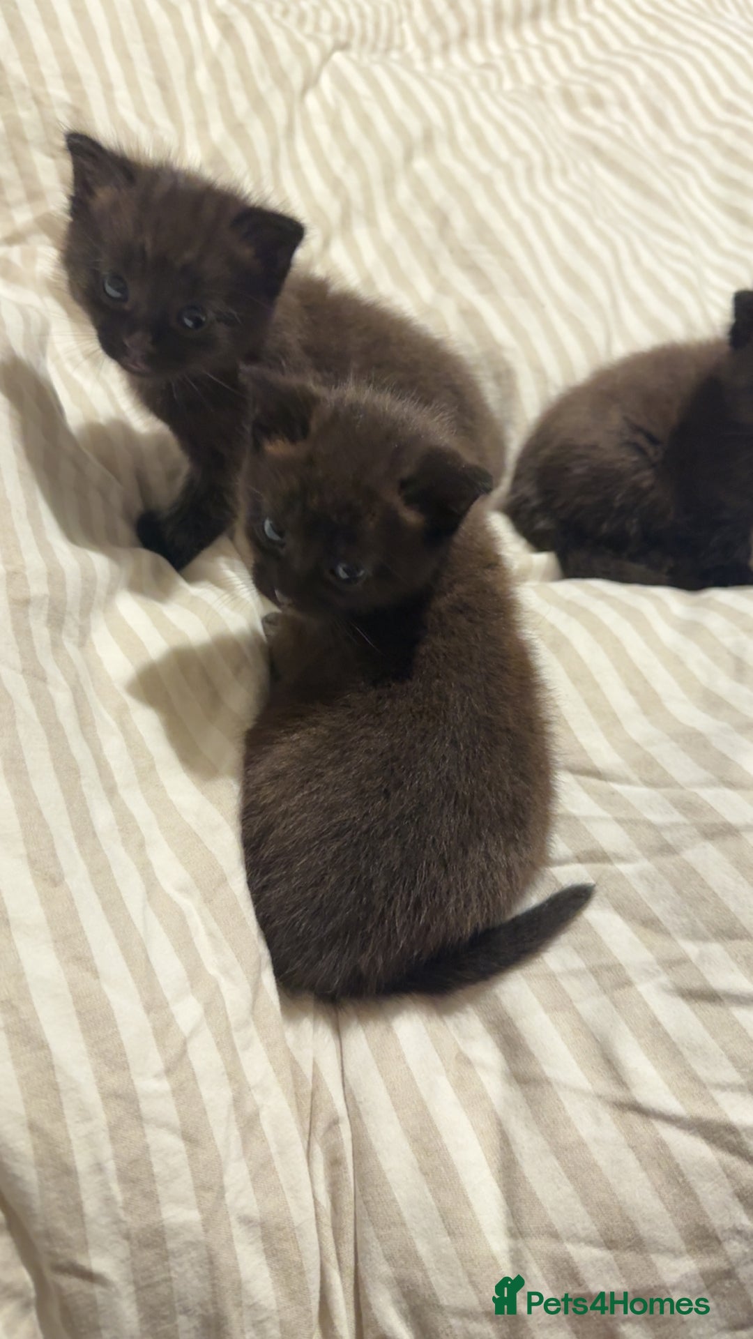 Domestic Shorthair cats for sale: Black kitten - Image 6