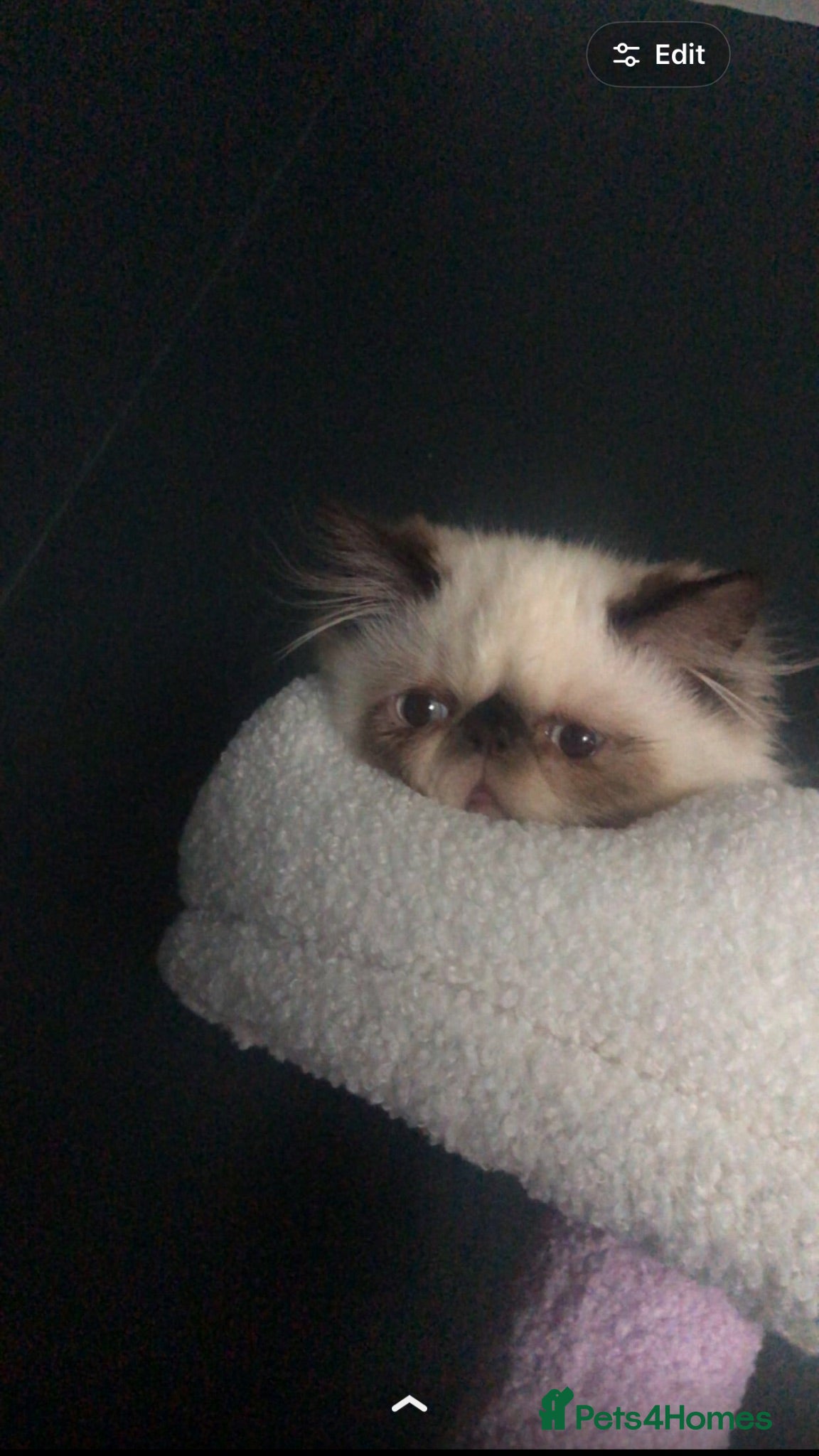 Persian cats !!REDUCED!!Stunning Himalayan exotic boy kitten  - Advert 9