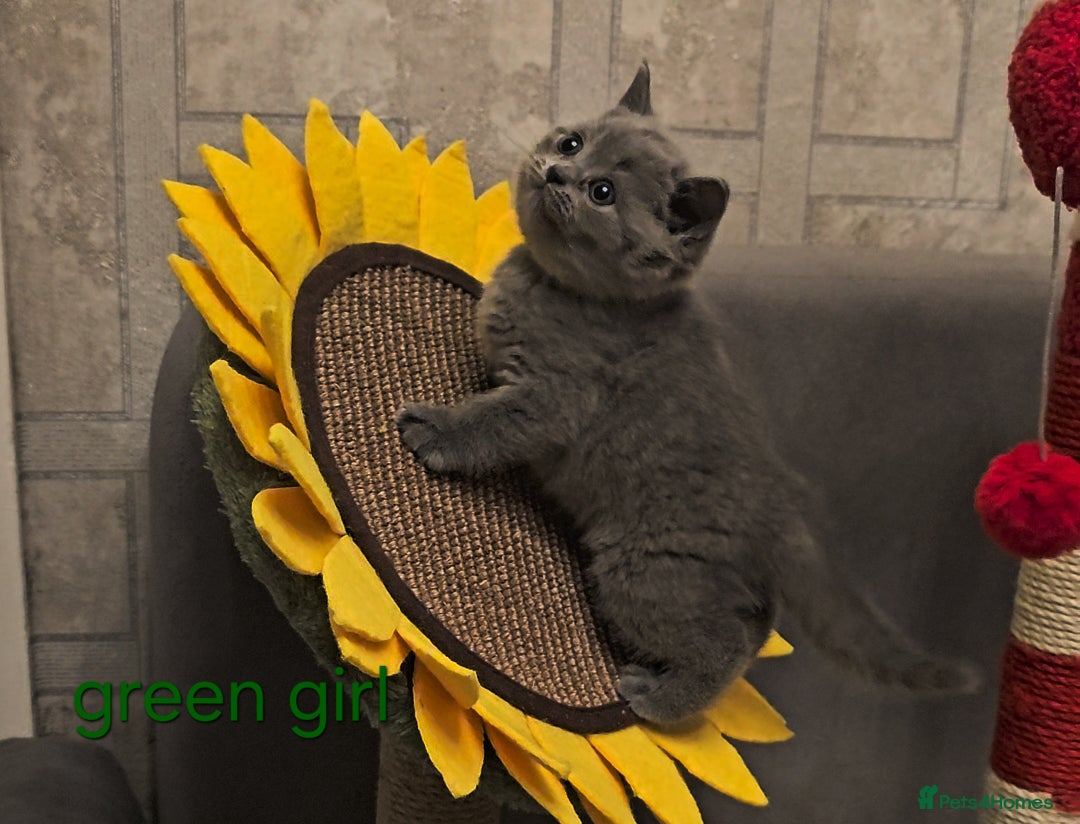British Shorthair cats for sale: British Shorthair kitten's, GCCF pedigree - Advert 17