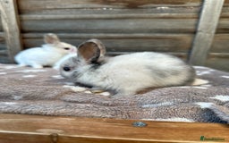 Netherland Dwarf rabbits for sale: Gorgeous Netherland dwarf bunnies  - Image 3