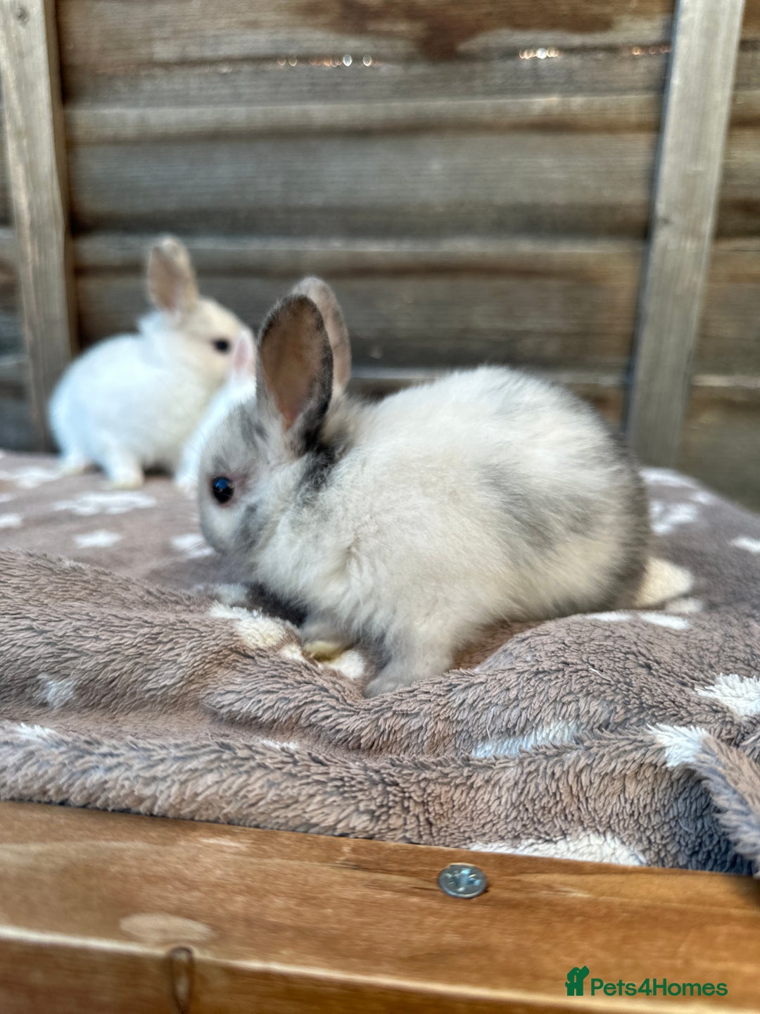 Netherland Dwarf rabbits for sale: Gorgeous Netherland dwarf bunnies  - Image 3