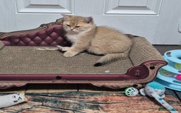 British Shorthair cats for sale: British shorthair  - Image 8