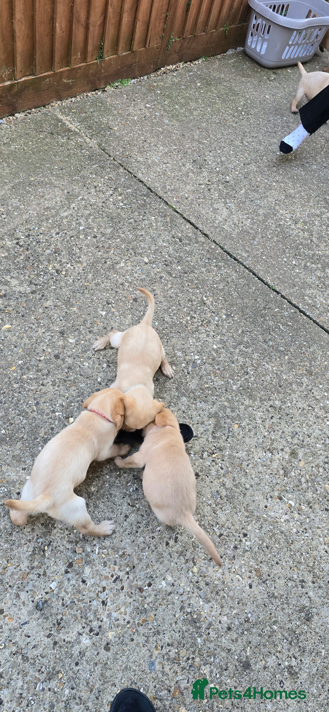 Labrador Retriever dogs for sale: Beautiful Labrador Retriever puppies for sale - Image 11
