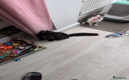 Domestic Shorthair cats for sale: 3 boys, 1 girl kittens  - Image 23