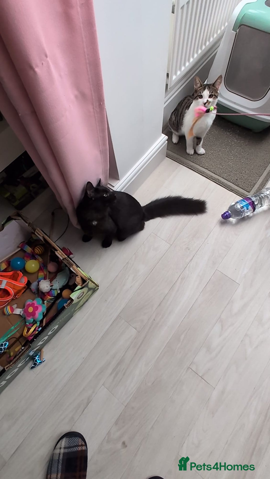 Domestic Shorthair cats for sale: 3 boys, 1 girl kittens  - Image 23
