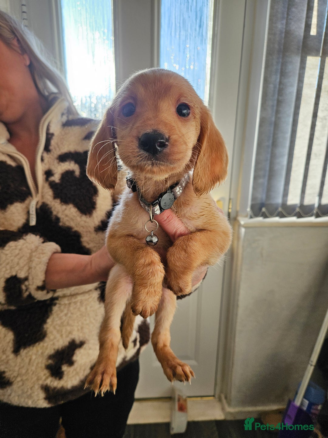 Labradoodle dogs for sale: 9 gorgeous labradoodles, red fox and cream - Advert 18