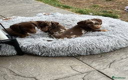 Miniature Dachshund dogs for sale: READY NOW - short haired miniature dachshunds  - Image 15