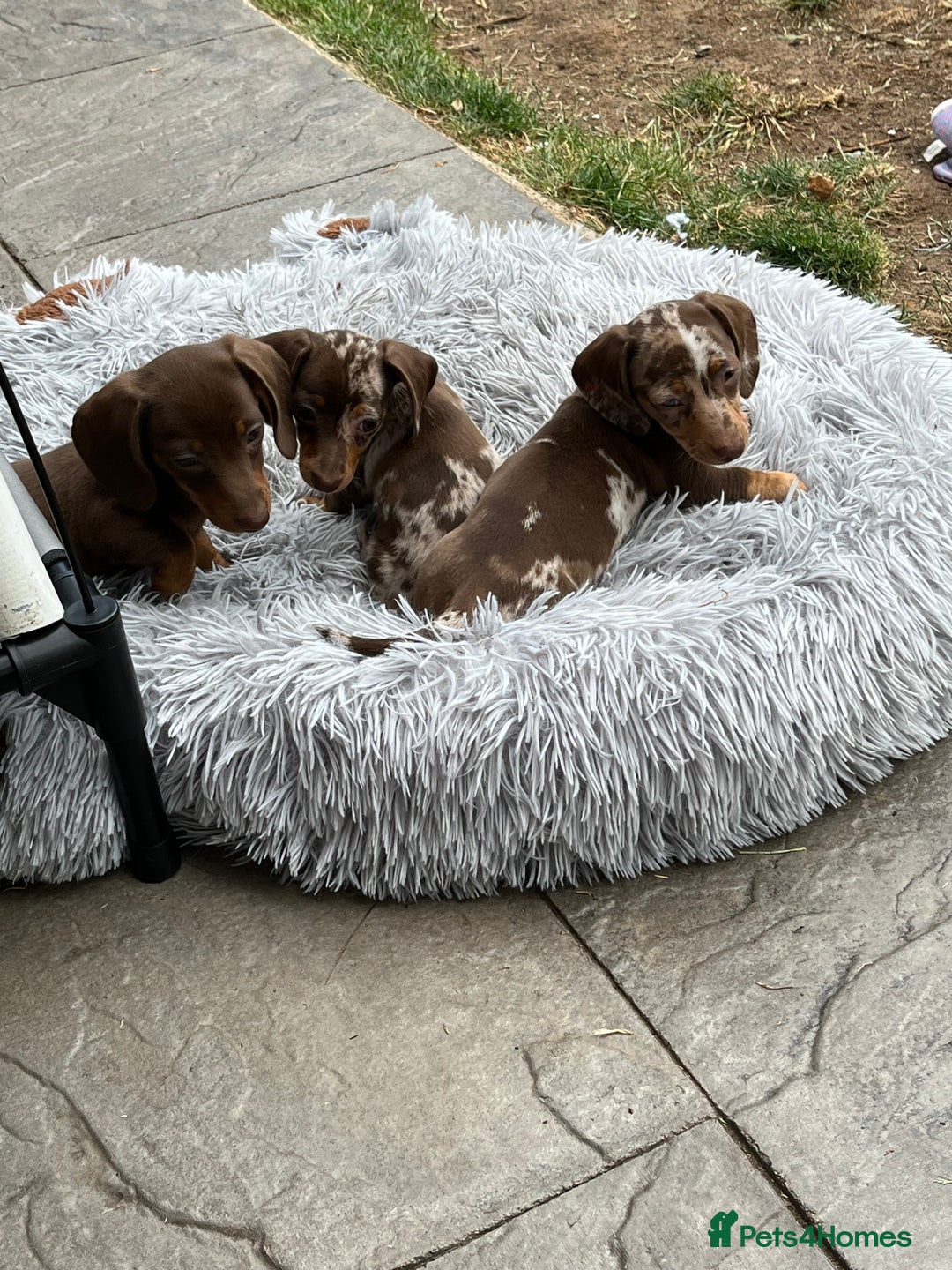 Miniature Dachshund dogs for sale: READY NOW - short haired miniature dachshunds  - Image 15