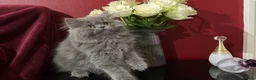 Persian cats for sale: Ready 8th. Fully vacs. Stunning blue Persian girl  - Advert 15