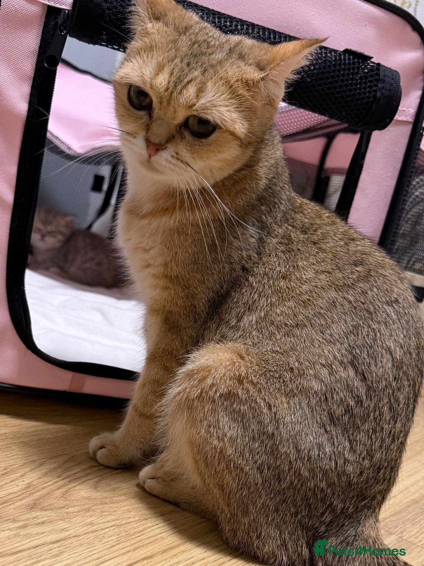 British Shorthair cats Beautiful British Shorthair Girl - Advert 1