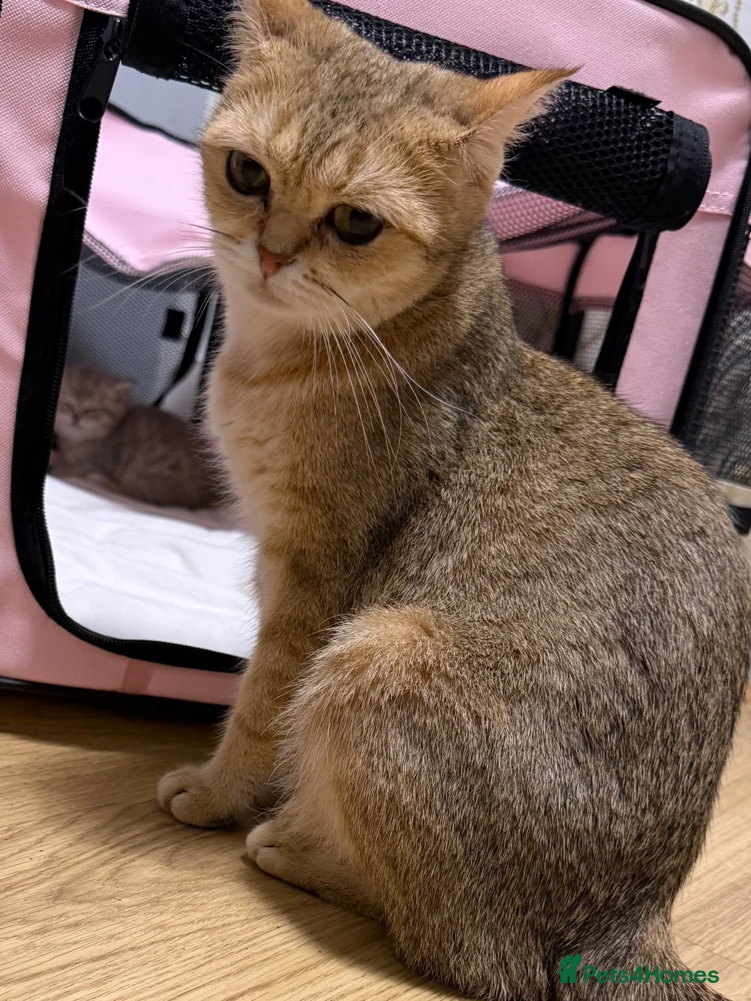 British Shorthair cats for sale: Beautiful British Shorthair Girl - Advert 1