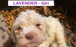 Lagotto Romagnolo dogs for sale: Stunning Litter of Pedigree Lagotto Romagnolo Pups - Image 18