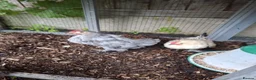 Chickens poultry for sale: Two Bantam Chickens (Male and Female) in Nantwich - Advert 6